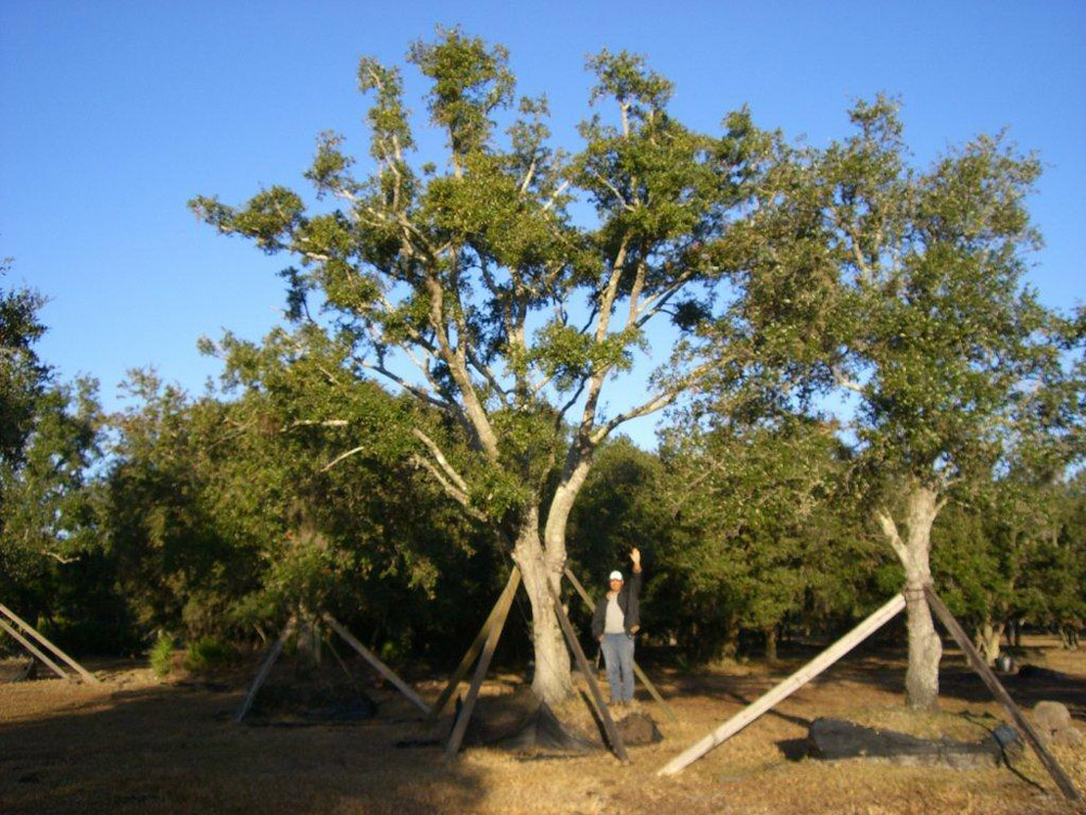 Oaks from Stuart 001