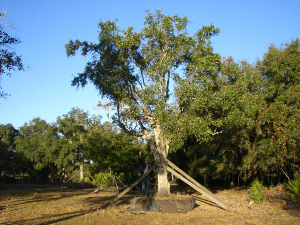 Oaks from Stuart 002