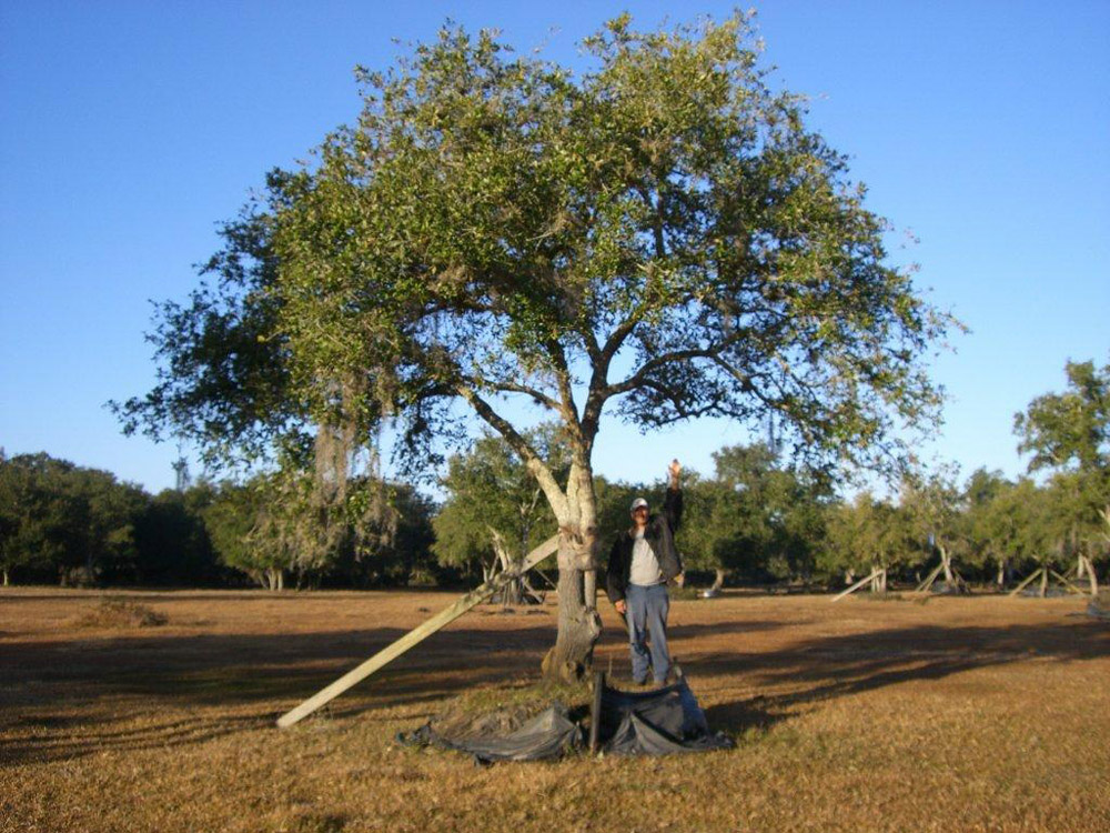 Oaks from Stuart 006