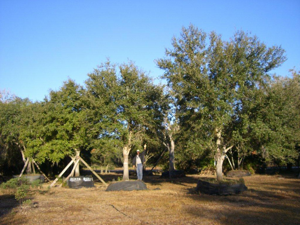 Oaks from Stuart 007