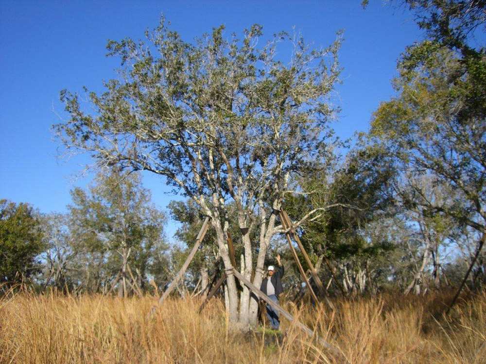 Oaks from Stuart 012