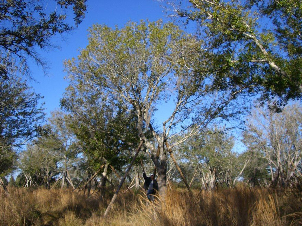 Oaks from Stuart 013