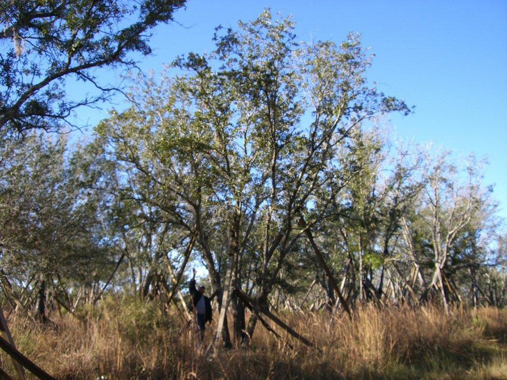 Oaks from Stuart 017