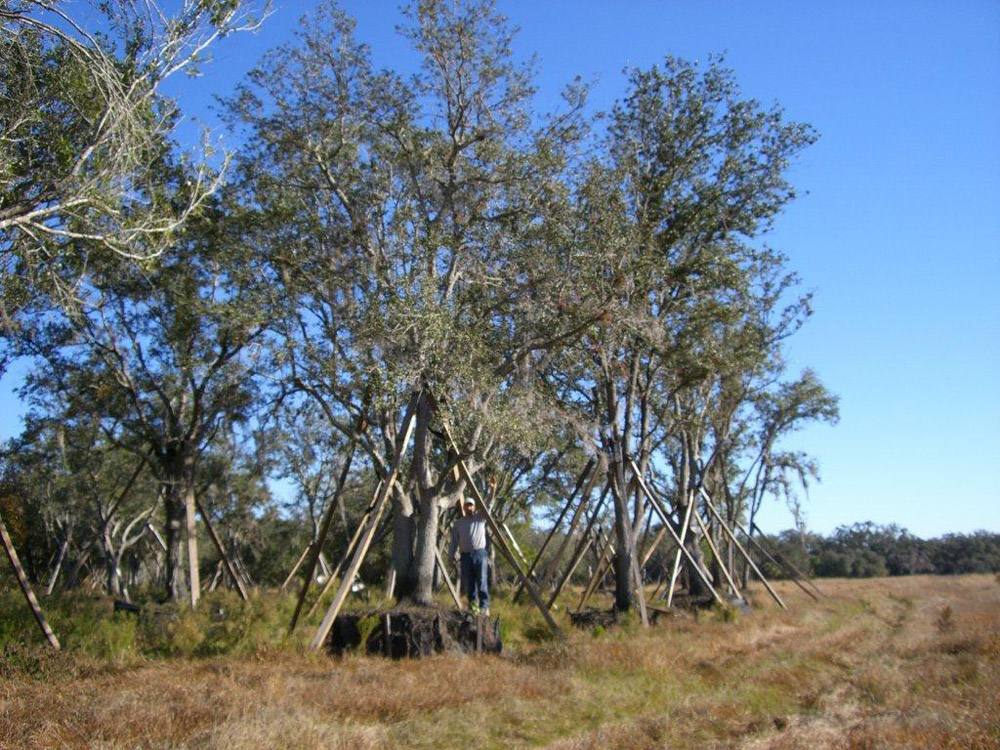 Oaks from Stuart 023