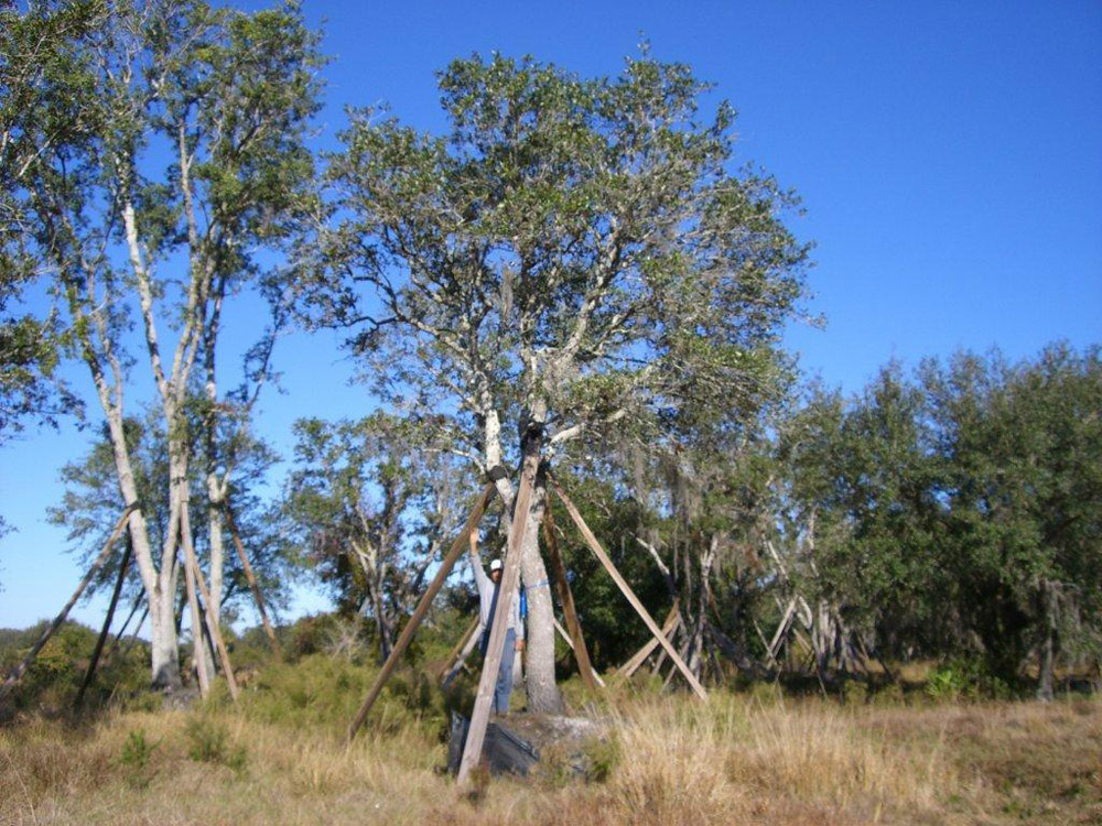 Oaks from Stuart 024
