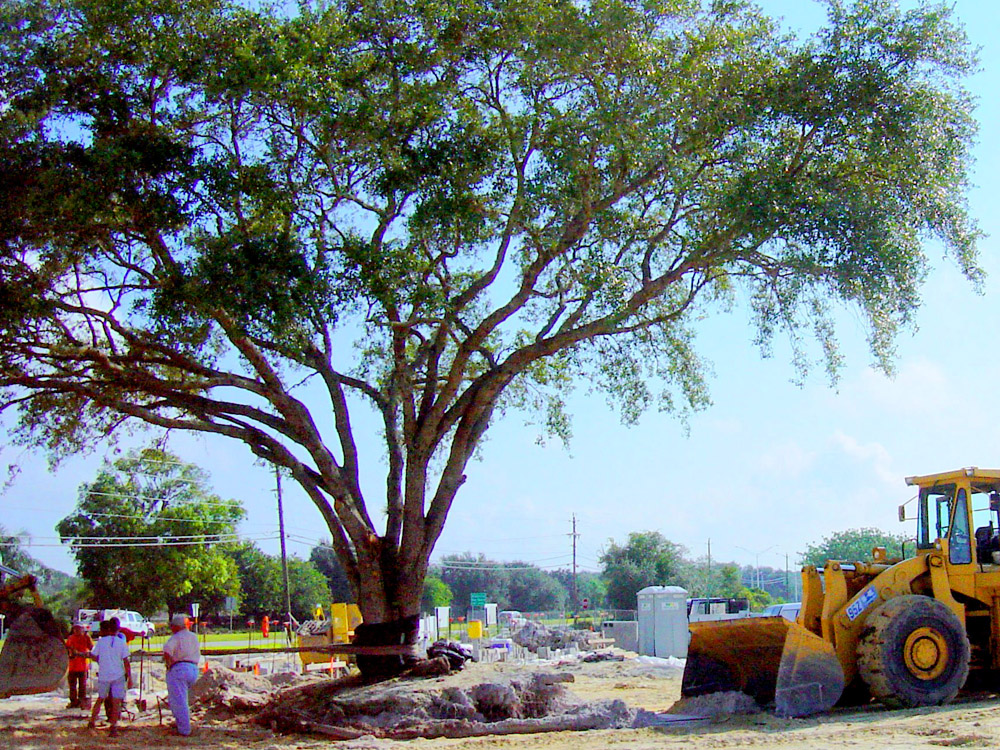 largetree