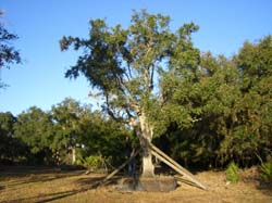 Oaks from Stuart 002