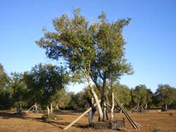 Oaks from Stuart 003