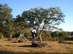 Oaks from Stuart 005