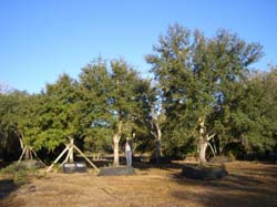 Oaks from Stuart 007