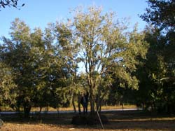 Oaks from Stuart 008