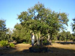 Oaks from Stuart 010