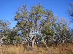 Oaks from Stuart 011