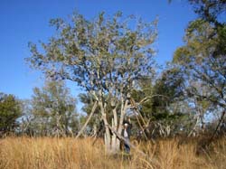 Oaks from Stuart 012