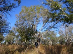 Oaks from Stuart 013