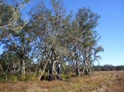 Oaks from Stuart 023
