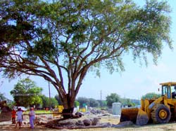 largetree